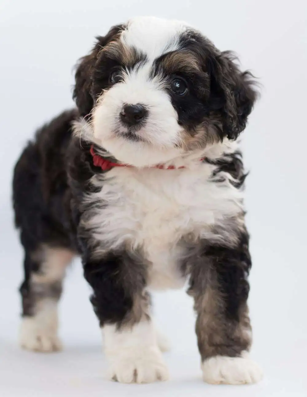 A mini bernedoodle standing and staring